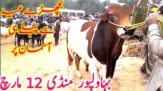 Bahawalpur Cow Mandi Fresh Video Today Sahiwal Cholistani Brahman Bachre  Global Village Farming [upl. by Lednahc]