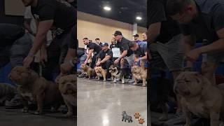 American Bully Extreme stack off ABKC dog show [upl. by Anileh100]