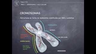 Tema 3  Cromosomas y ciclo celular [upl. by Nnaecarg]