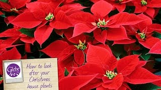 How to look after your Christmas house plants [upl. by Ymmaj362]