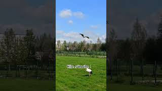 Quand une cigogne décide de venir te rendre visite…Cigogne Oiseaux Nature BonneChance [upl. by Charlotte944]