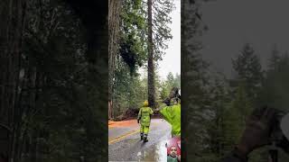 Amazing Trick Tree Cutting 🌳🌴 tree trees treecuttingtreecutterviralshorts2024shortfeedsforu [upl. by Levitt]