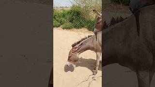 donkey villagelife pets short [upl. by Linnie]