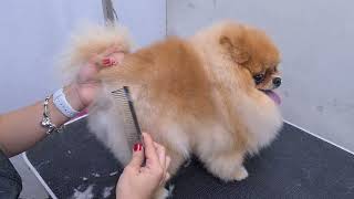 quotCUTESTquot POMERANIAN EVER AMAZING SCISSORS WORK 🐶❤️ DOG GROOMING [upl. by Assyram]