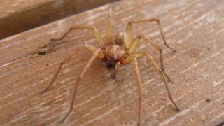 The Hobo Spider [upl. by Enitsahc]