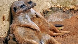 Top Funny Meerkats Videos Compilation 2016 [upl. by Rauch]