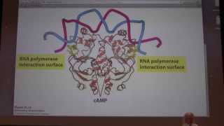 49 Kevin Aherns Biochemistry  Gene Expression in Prokaryotes [upl. by Hedvige]