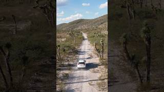 Ariocarpus and ferocactus territory in the North of Mexico 😍 [upl. by Bethesde]