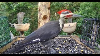 Pileated Woodpecker hanging out at the feeder [upl. by Obie]