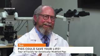 Addressing Organ Shortage How Pigs Offer Hope for More Transplants [upl. by Elletnahs]