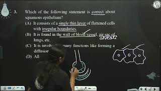 Which of the following statement is correct about squamous epithelium [upl. by Niajneb]