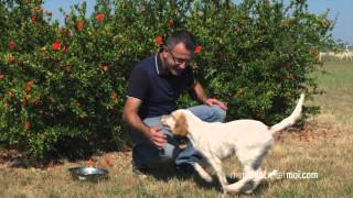 Les ordres de base du chiot  PARTIE 2⎜ROYAL CANIN® [upl. by Huei]