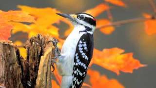 Woodpeckers [upl. by Tortosa]