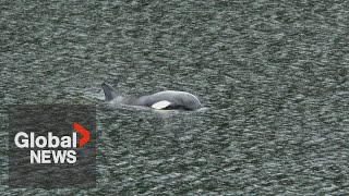 Stranded baby orca rescue attempt off BC coast quotclose but unsuccessfulquot [upl. by Lertnahs]