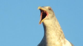 Seagull Screaming  Amazing Seagull Sounds [upl. by Eiresed874]