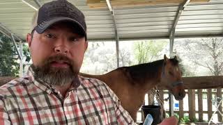 Horse Colic and what to do before calling the vet [upl. by Trub]