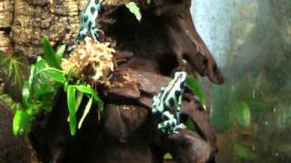 Dendrobates auratus calling [upl. by Landers]