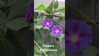 Nasturtium flowers and morning glory [upl. by Drhcir642]