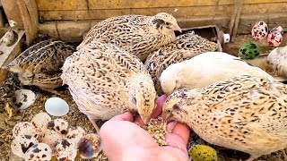 Home Quail Breeding  Quail laying Eggs  quail Farming [upl. by Relyt]