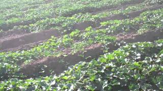 Carrizo Cantaloupes at Dixondale Farms [upl. by Cutlip]