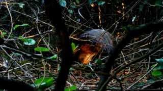 Male Alberts Lyrebird Performance [upl. by Carleen87]