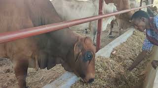 Agricultural practices at Marereni Feedlot [upl. by Alyek]