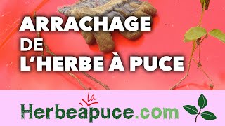 ►5 Arrachage de lherbe à puce rampante toxicodendron Rydbergii [upl. by Blainey]