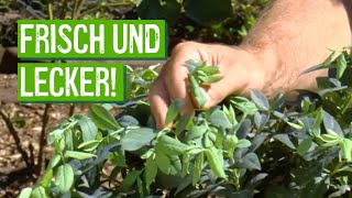 Heidelbeeren im eigenen Garten anbauen  Der Grüne Tipp kompakt [upl. by Elleirua727]