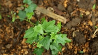 Amazing Native Plants  Cocculus hirsutus chipurutiga dusaritiga katlatige [upl. by Hanway252]