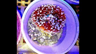 Growing Mushroom Corals Red St Thomas OG Bounce Red Discosoma Ricordea Corallimorph [upl. by Hgielrahc]