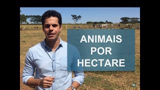 QUAL O NÚMERO IDEAL DE ANIMAIS POR HECTARE [upl. by Schick]