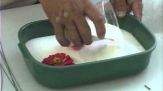 How to Use Silica Gel to Dry Flowers [upl. by Madge895]