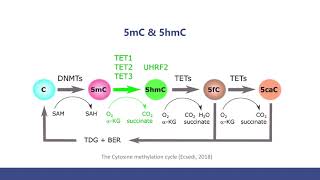 5mC and 5hmC Sequencing Methods and The Comparison [upl. by Tillford]