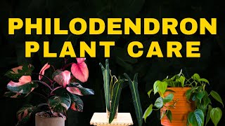 How to not Kill a Philodendron Philodendron Plant Care Tips [upl. by Samal860]