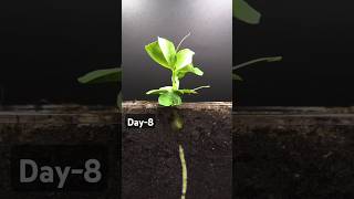 Growing Dwarf Pea Plant  Time Lapse shorts timelapse [upl. by Espy]