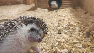 Hedgehog noises and sounds [upl. by Aisan481]