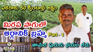 ఆర్గానిక్ మిరప సాగుతో విజయభేరి  Organic Chilli Crop Cultivation  Part1  Karshaka Mitra [upl. by Ethelred]