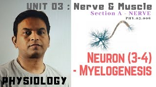 PHY03006Neuron 34 – Myelogenesis  Dr Prashant Sharma [upl. by Calondra]