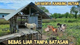 SANGAT LANGKA Ternak Kambing Tanpa Angon Tanpa Ngarit Pakan Geratis [upl. by Leval]