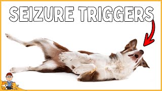 STOP your dogs seizures by identifying these triggersveterinarian explains [upl. by Dnalevets]