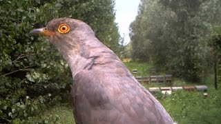 Cuculo  Common cuckoo Cuculos canorus 175 Fototrappolaggio a Corte Franca [upl. by Melina]