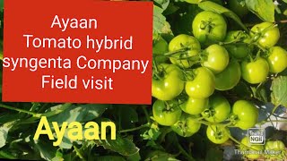 Ayaan Tomato Hybrid field visit [upl. by Violetta]