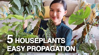 PROPAGATE 5 HOUSEPLANTS  Pothos Begonia Monstera Deliciosa Watermelon Peperomia  Jolene Foliage [upl. by Cecilius906]