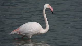 Greater Flamingo Fenicottero rosa Phoenicopterus roseus [upl. by Farris]