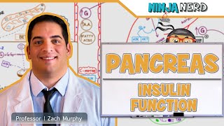 Endocrinology  Pancreas Insulin Function [upl. by Ffirahs771]