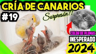 19 CRÍA CANARIOS 2024 💥 Vaya SORPRESÓN‼️ Color de plumas no esperado [upl. by Niamrahc]