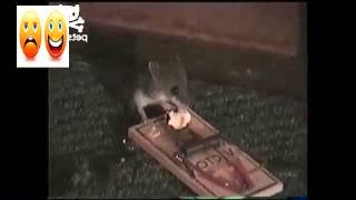 Munching mouse escapes death trap [upl. by Denney]