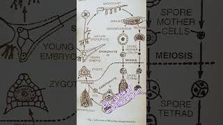 botany ugc  life cycle of marsilea digram  drbrau agra [upl. by Cirilla]