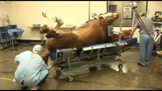 Surgery on a horse at Pioneer Equine Hospital [upl. by Nihsfa865]