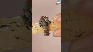 Làm tôm hùm từ đất sét diy handmade miniature bshark ministore lobster [upl. by Lindley]